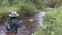Trout stream in Southwest Wisconsin.