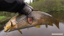 Trout stream in Michigan upper peninsual