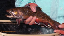 Trout stream in Michigan upper peninsual