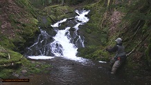 Trout stream in Michigan upper peninsual