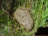 Rock from Huntington Creek, Utah