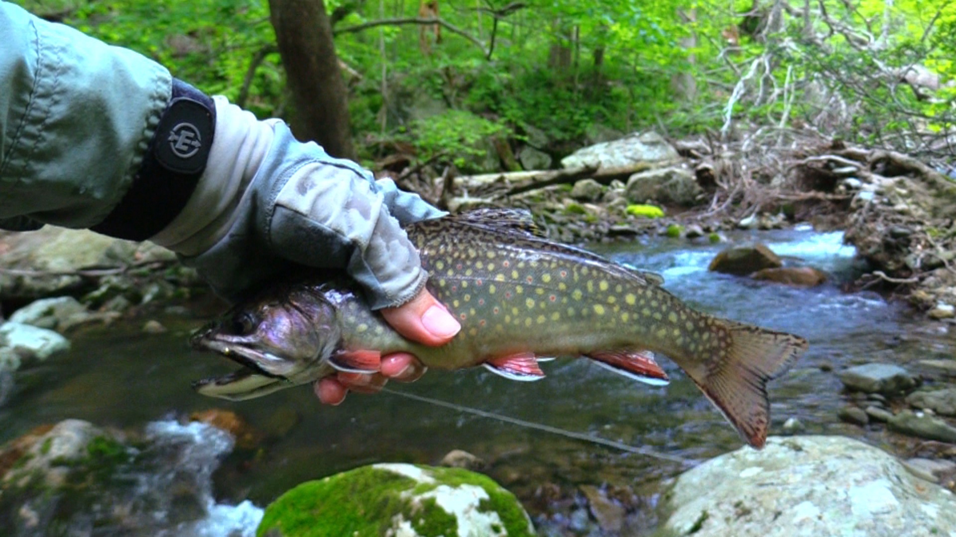 Trailer for DVD Trout Streams of Virginia