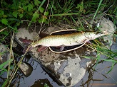 Musky from Black River, WI