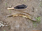 Northern Pike from Black River, WI