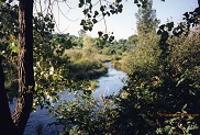 Bluff Creek, a trout stream in SE Wisconsin.