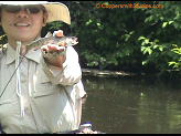 Eau Clair brook trout.