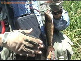 Eau Clair brook trout.