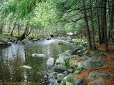 Plover River, a trout stream in East Central Wisconsin.