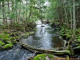 Plover River, a trout stream in East Central Wisconsin.