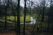 Willow Creek, a trout stream in East Central Wisconsin.