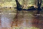 South Branch Oconto River, a trout stream in NW Wisconsin.