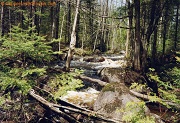 South Branch Oconto River, a trout stream in NW Wisconsin.