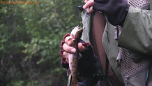 Brook trout from Tyler Forks River