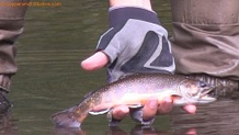 Brook trout from Tyler Forks River