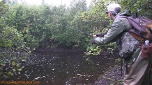 Tyler Forks River, a trout stream in NE Wisconsin.