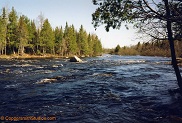 Wolf River, a trout stream in NE Wisconsin.