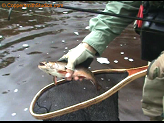 11 inch brook trout from Big Rib River.