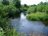 Big Rib River, a trout stream in WC Wisconsin.