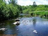 Big Rib River, a trout stream in WC Wisconsin.