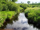 South Fork Copper River, a trout stream in WC Wisconsin.