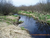 McCann Creek, a trout stream in WC Wisconsin.