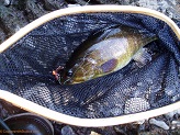 SF Jump River Smallmouth Bass