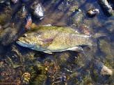 15 inch smallmouth bass