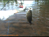 NF Jump river bass