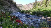 Indian Paintbrush