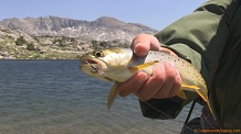 Noname cutthroat trout