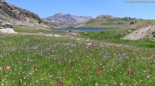 Noname meadow