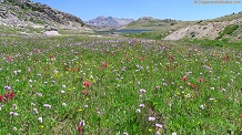 Noname meadow