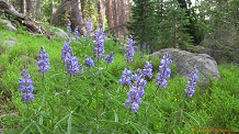 Blue flowers