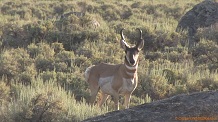 Pronghorn sheep