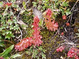 Indian Paintbrush, Wind River Mountains