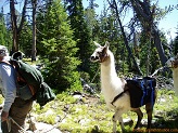 Lamas, Wind River Mountains