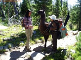 Lamas, Wind River Mountains