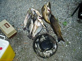 Fish from Crawfish River