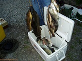 Fish from Crawfish River, WI