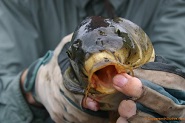 Cute Carp from Crawfish River