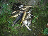 Stringer of Fish from Crawfish River