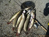 Dog fish from Crawfish River