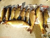 Carp from Beaver Dam River