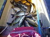 Fish from Beaver Dam River