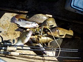 Fish from the Beaver Dam River
