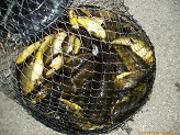Bullheads from Beaver Dam River
