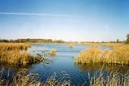 Horicon Marsh, WI