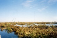 Horicon Marsh, WI