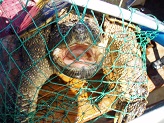 15 pound snapping turtle from Rock River