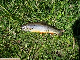 North Fork Tongue River brook trout